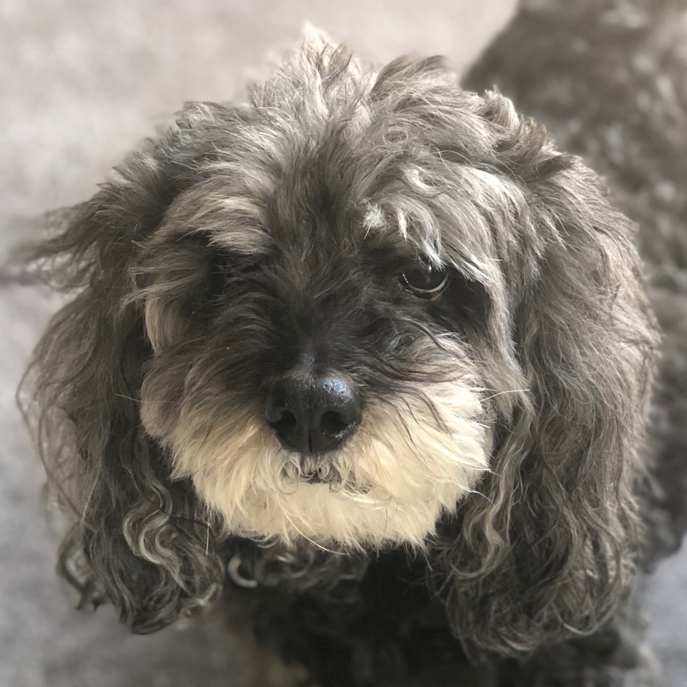 Meet your Posher, Midori